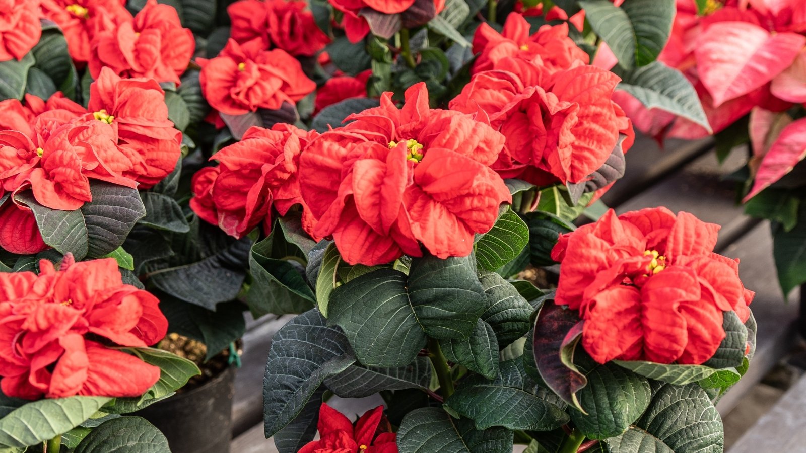 Deep rose-colored, ruffled bracts surrounding small, yellow flowers with dark green leaves grow in pots in a greenhouse.