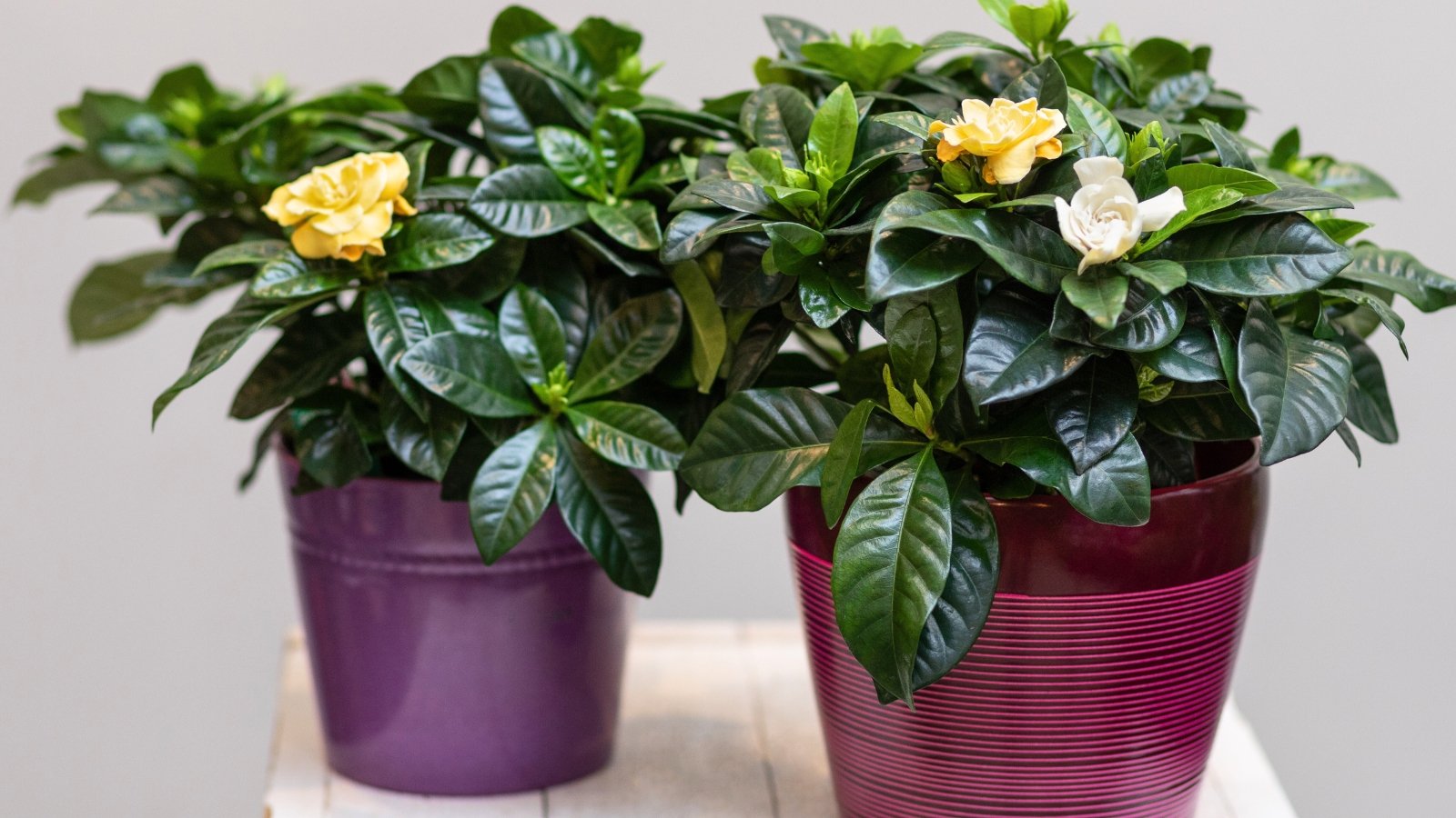 Deep green leaves surround pristine yellowish-white flowers with smooth petals, unfolding delicately from sturdy, waxy branches in pink and purple containers indoors.