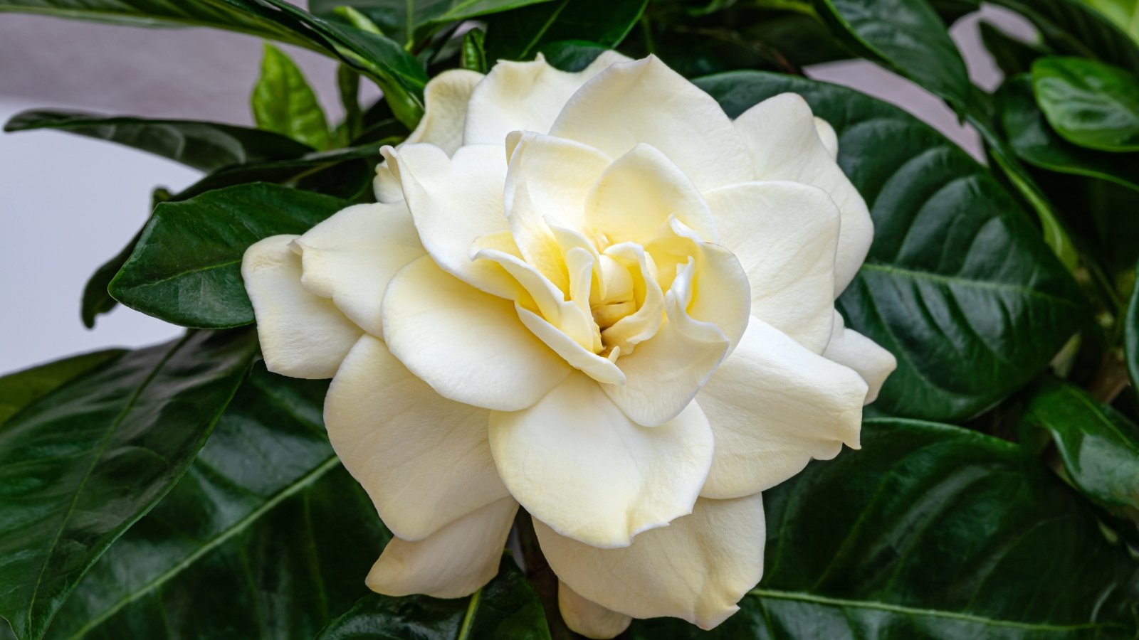Creamy white bloom with thick, velvety petals spiraling tightly, surrounded by glossy green leaves.
