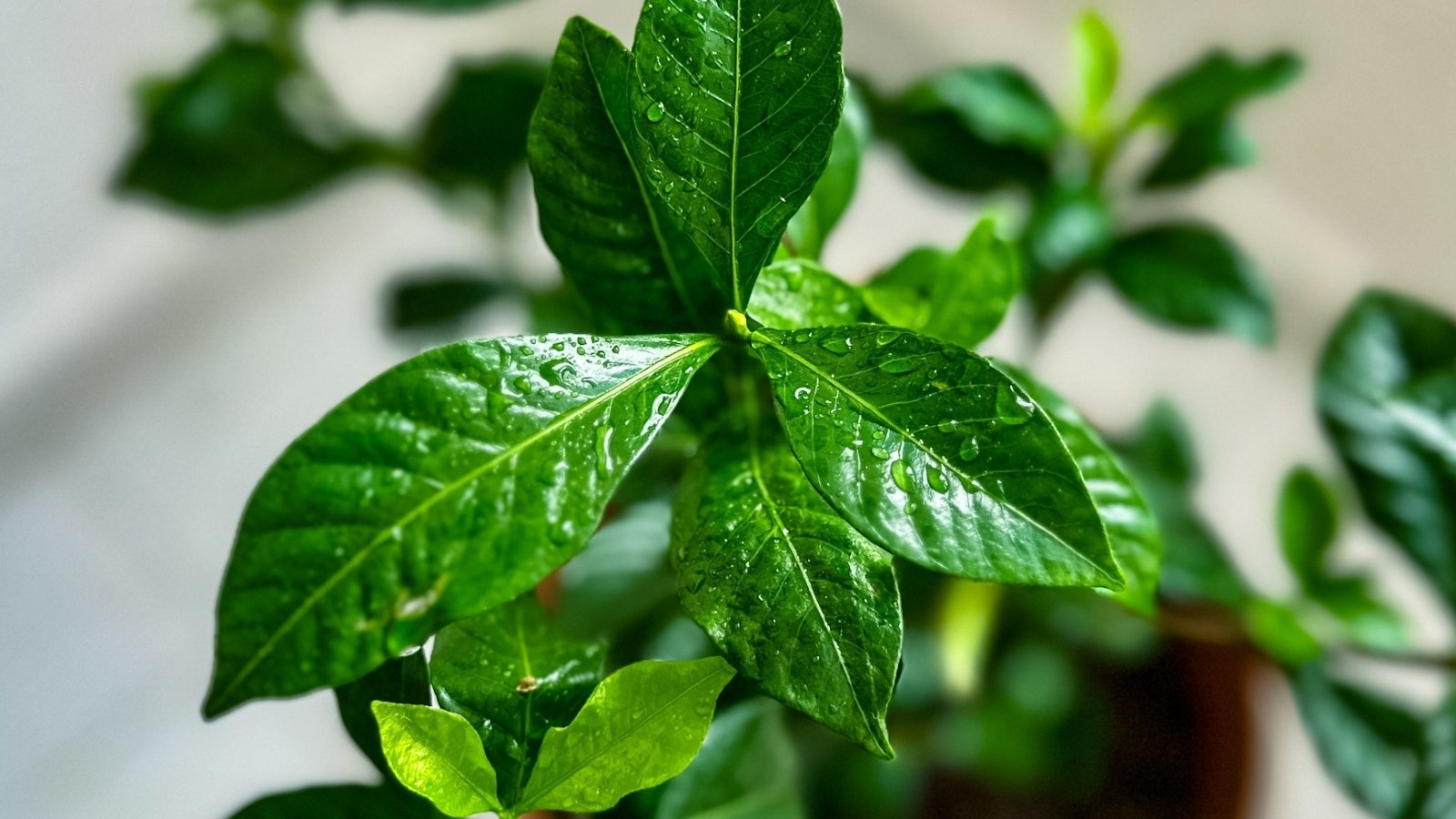 Close-up of glossy, dark green gardenia leaves with pronounced veins and fresh water droplets clinging to their smooth surface.