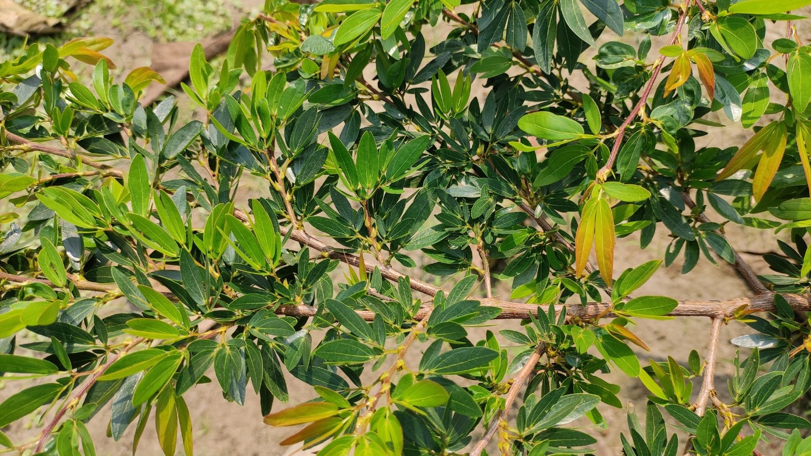 Close-up of branches from a compact shrub featuring dense, oval green leaves transitioning to bronze hues.