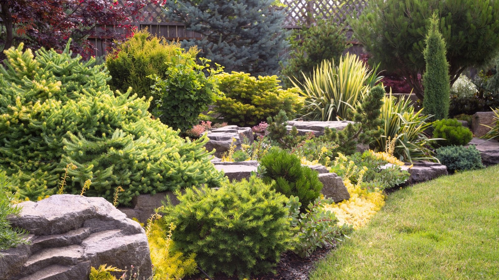 View of an evergreen landscape with various evergreen trees, shrubs, perennials and ground covers growing among large decorative rocks.