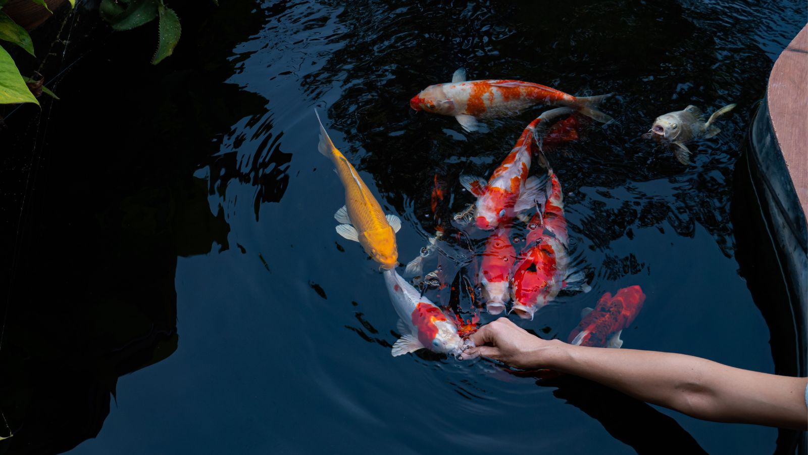 A person’s hand holding food for koi fish, as several colorful orange, white, and black koi fish swim near the surface of clear water.