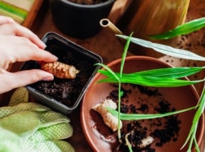 Close-up of female hands planting a ginger rhizome for growing indoors in a black plastic pot with soil, surrounded by green gloves, a bowl of rhizomes, and thin stems with narrow, elongated green leaves.