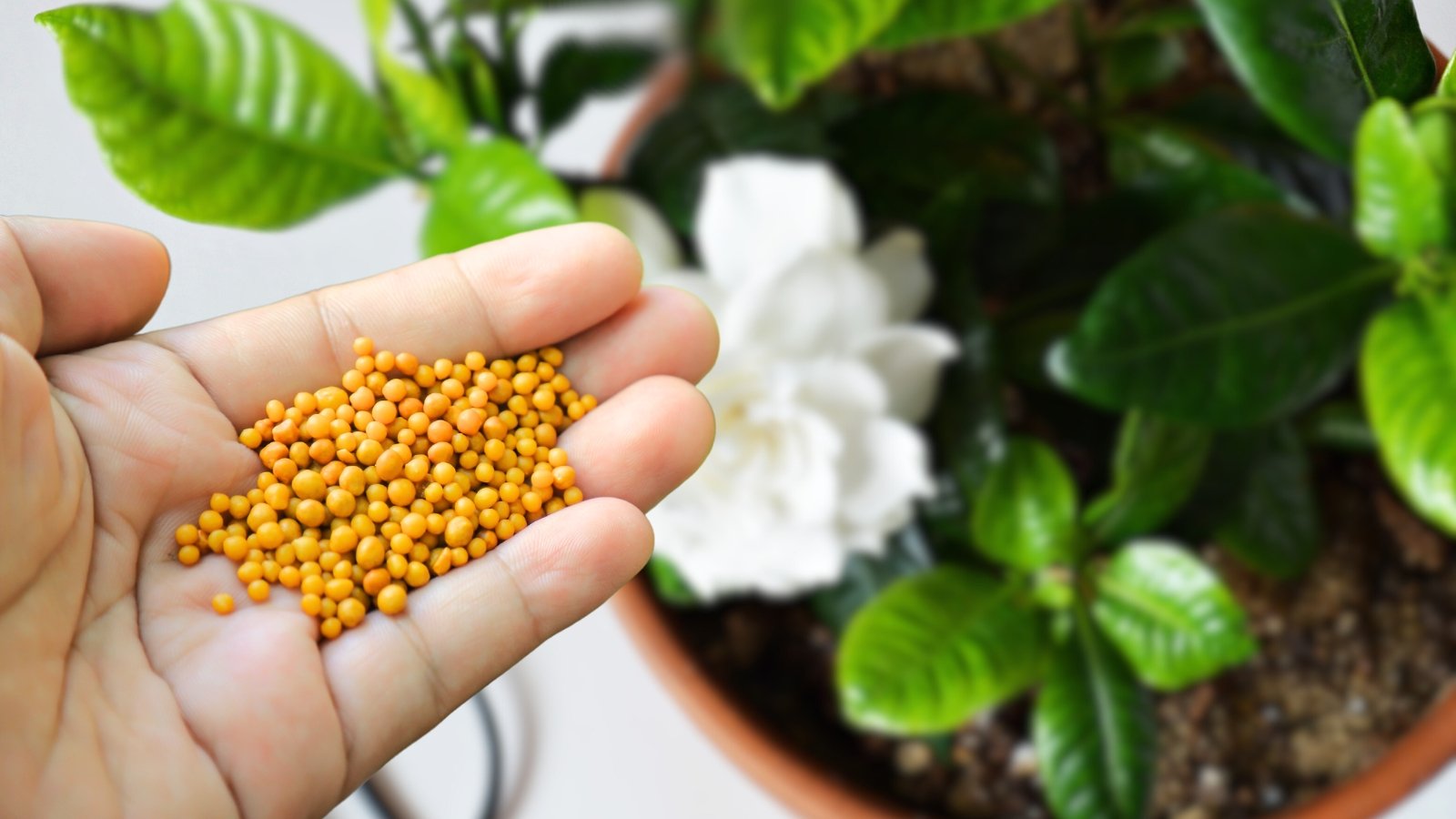 Close-up of a man's hand holding orange granular fertilizer over a potted plant with bright green leaves and large white rose-like flowers.