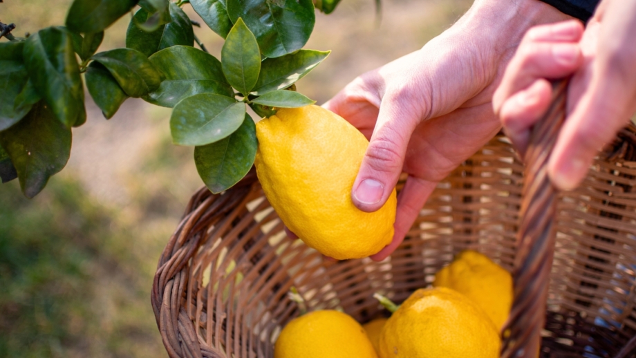When To Harvest Lemons