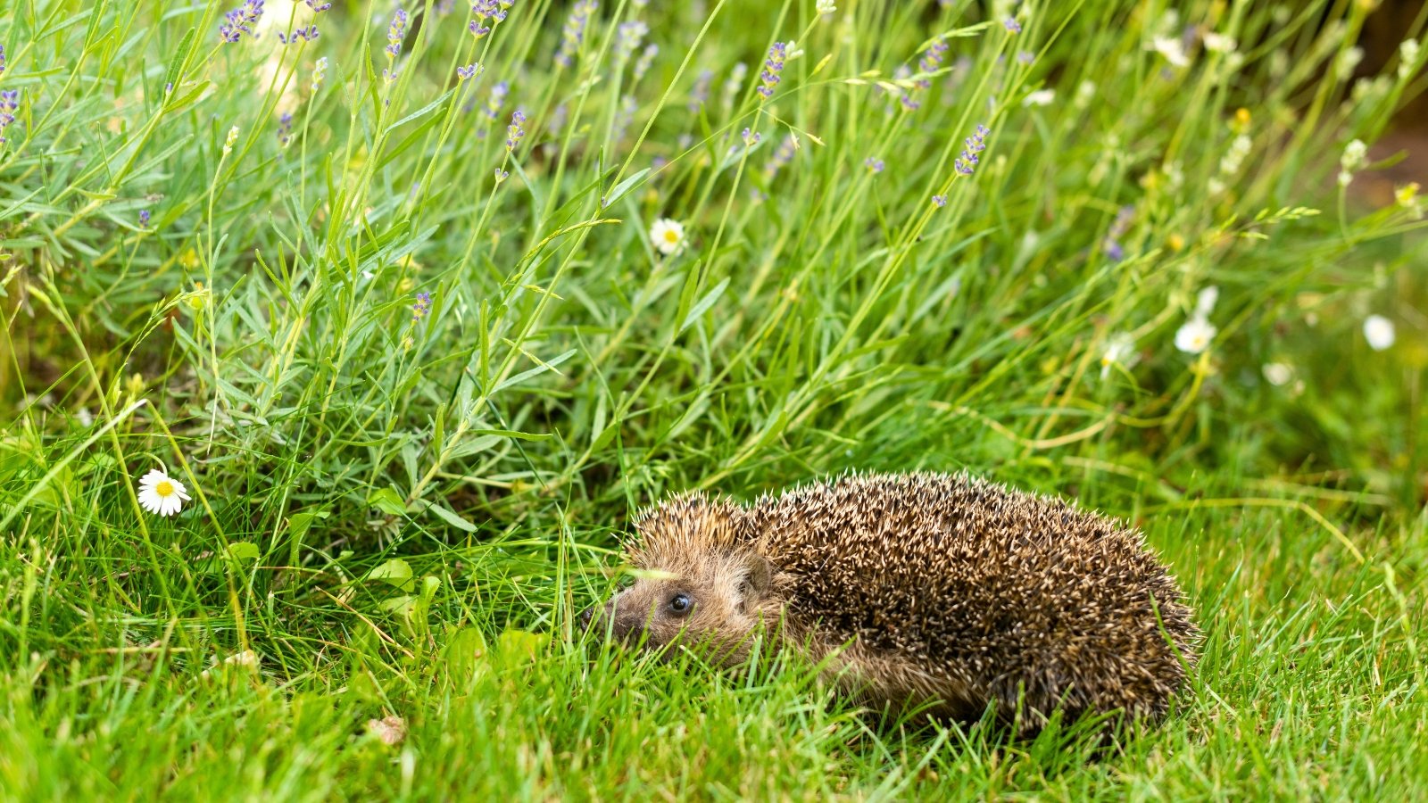 A hedgehog with spiky quills strolls through a garden near blooming lavender bushes with vibrant purple flowers.