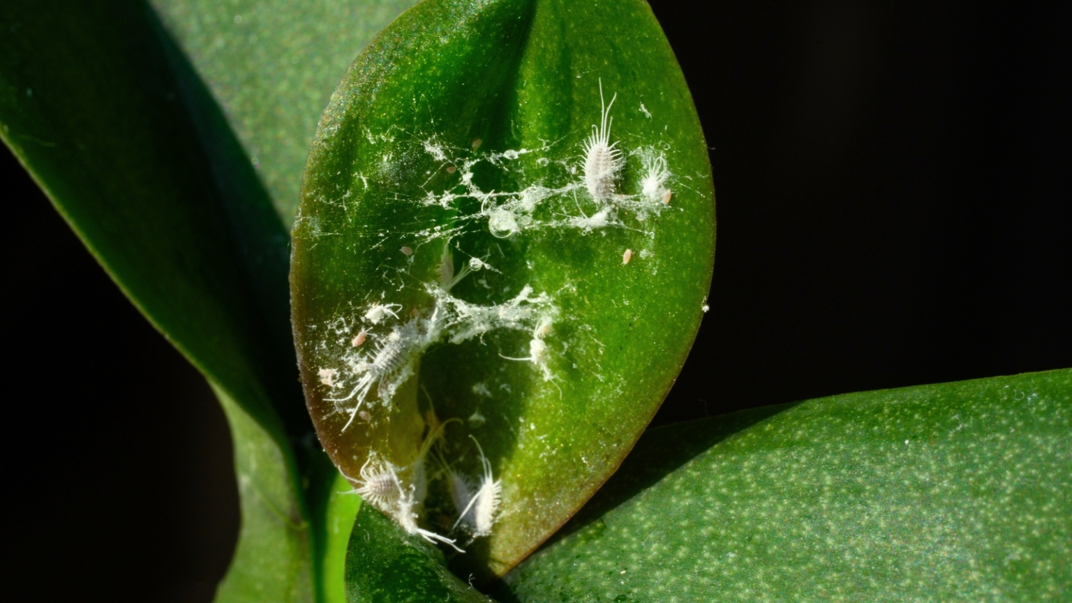 That’s Not Dust on Your Houseplants: Don’t Miss These 5 Bugs