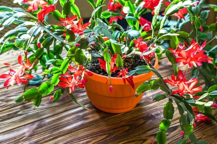 Close-up of a blooming Christmas cactus in a large terracotta pot on a wooden table, featuring segmented green stems and vibrant pink tubular flowers, sparking interest in how long Christmas cactus plants live.