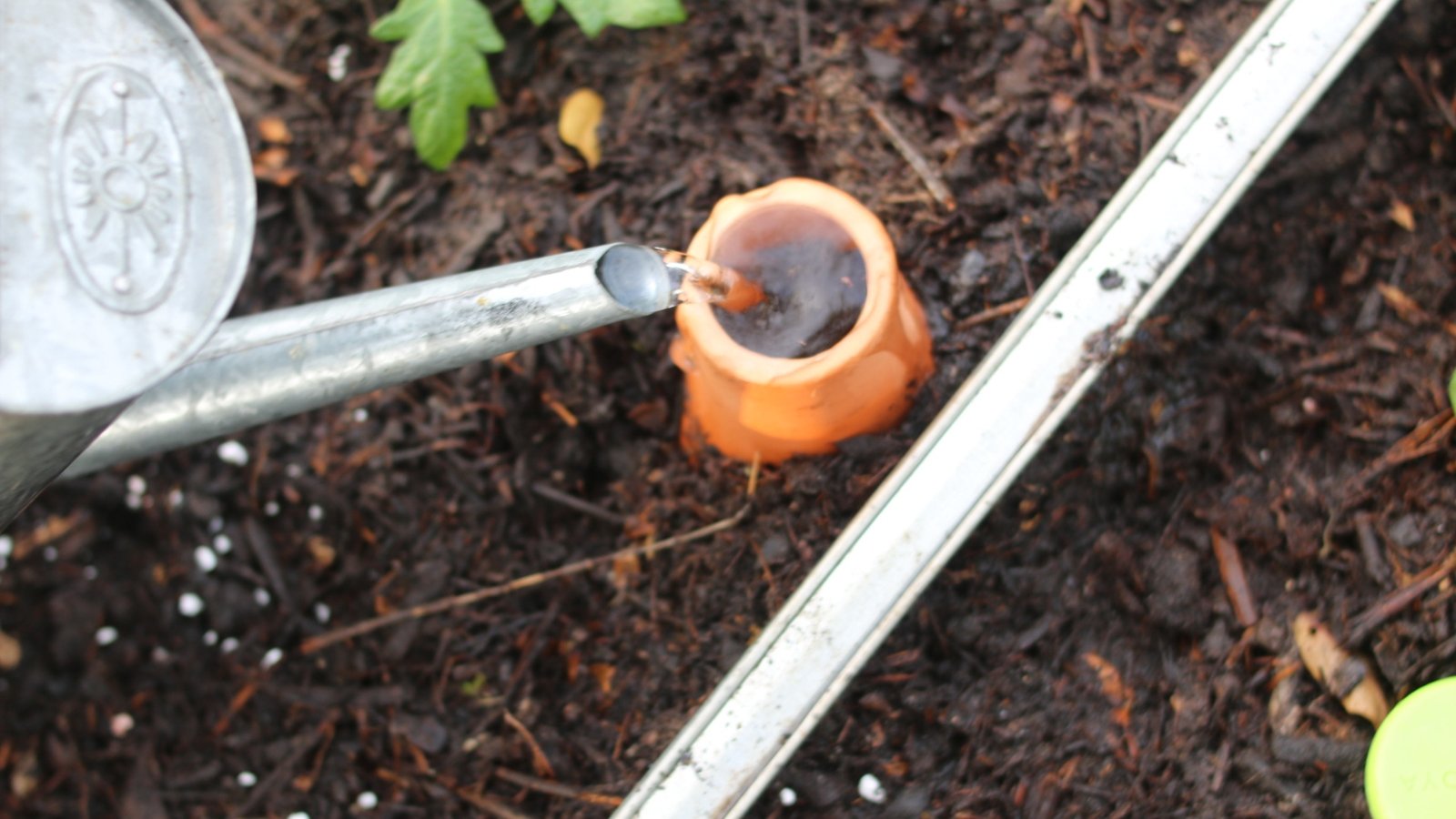A view from above of a silver watering can pouring water into a clay olla pot buried in the soil to evenly moisten the soil in a garden bed.