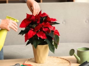 Close-up of a woman spraying water onto a poinsettia plant with vibrant red bracts in a yellow pot on a table in a living room to keep holiday plants fresh.