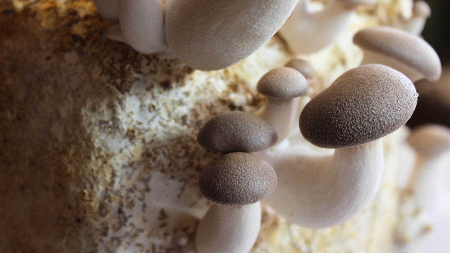 Kings Trumpeter How to Plant, Grow, and Care for 'King Trumpet' Mushrooms