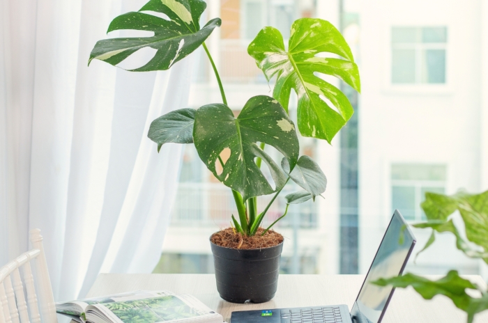 In the office on a white table with a laptop, a black pot holds a Monstera deliciosa plant featuring large, glossy, variegated green-and-white leaves with distinctive splits and holes, set against a light-filled window.