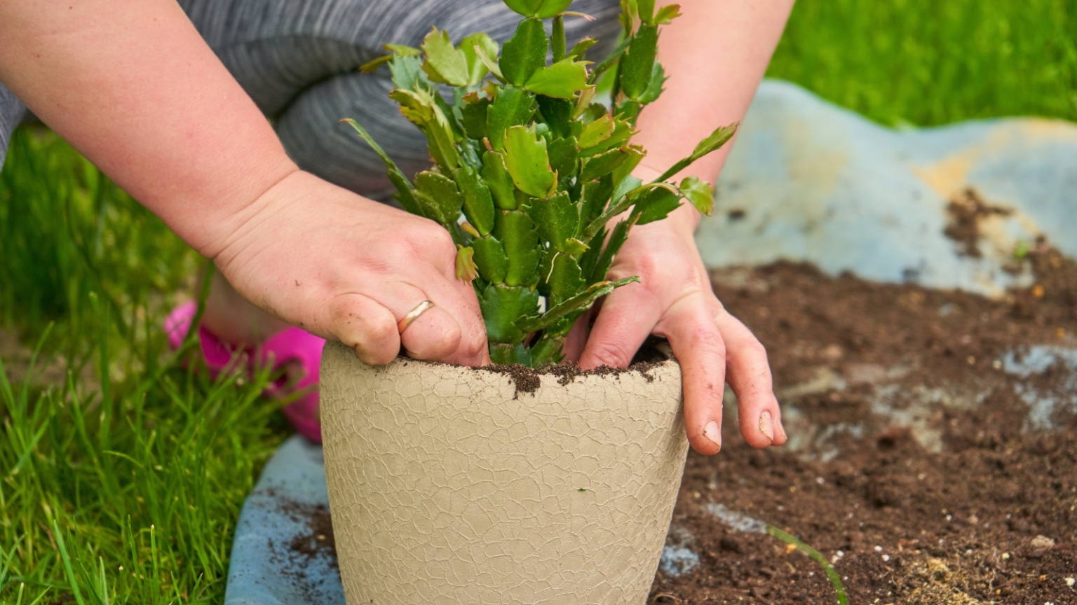 The Perfect Potting Mix Recipe for a Blooming Christmas Cactus