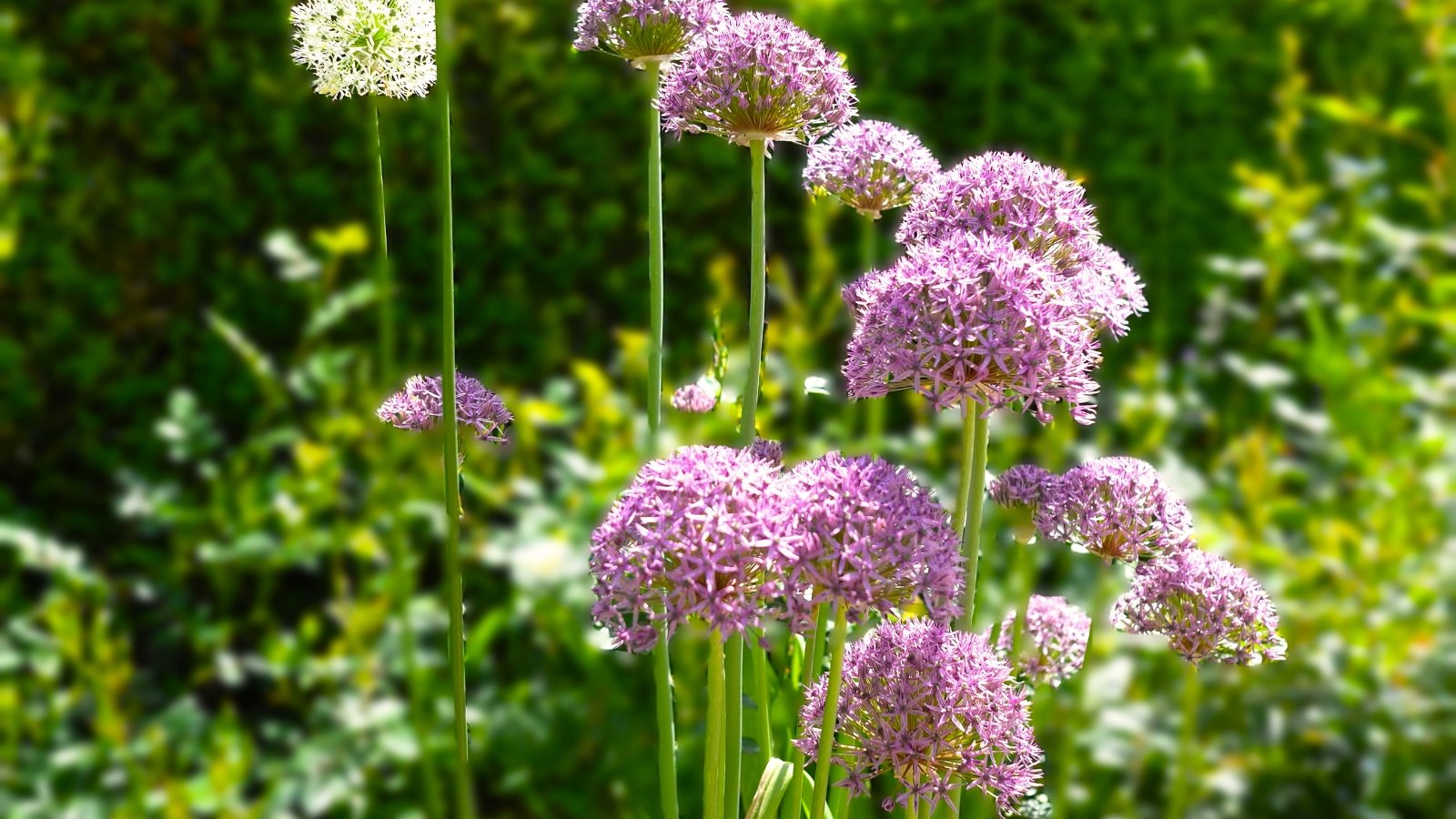 Tall, slender green stems rise from narrow, strap-like leaves, topped with spherical clusters of vibrant purple Allium flowers, known as plants keep out moles.