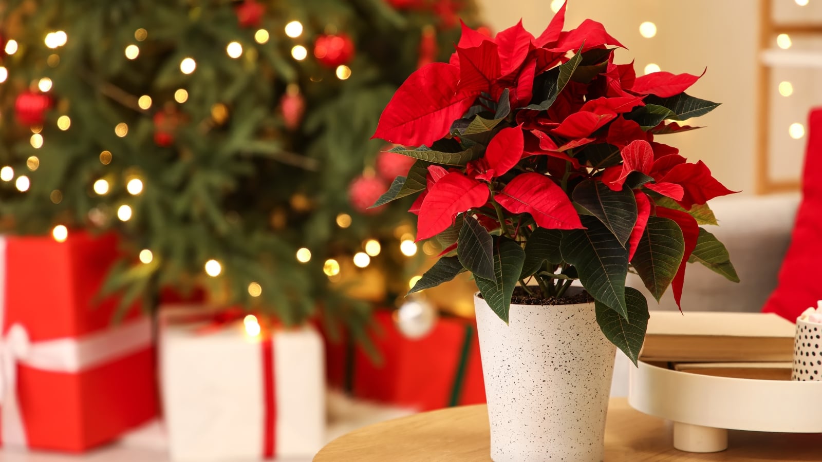A vibrant potted plant with deep green leaves, red bracts, and clusters of small yellow flowers at the center in a white glossy pot, set against a glowing Christmas tree and festive decorations, offering a reminder to avoid common poinsettia care mistakes.