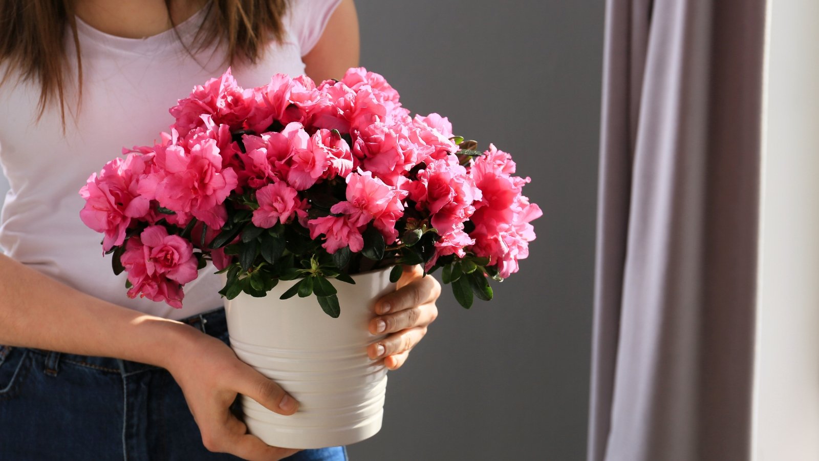 A woman holds a blooming potted azalea with bright funnel-shaped pink flowers and glossy, dark green, elliptical leaves closer to a sunny window, avoiding mistakes when caring for it.