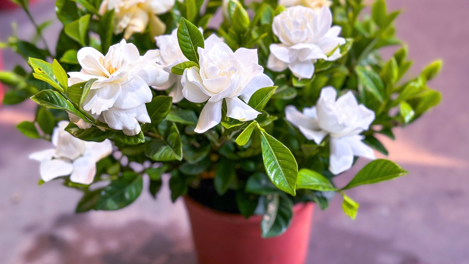 Close-up of a blooming potted gardenia in winter, featuring glossy dark green leaves and pure white blooms with soft petals in a burgundy pot against a blurry window view.
