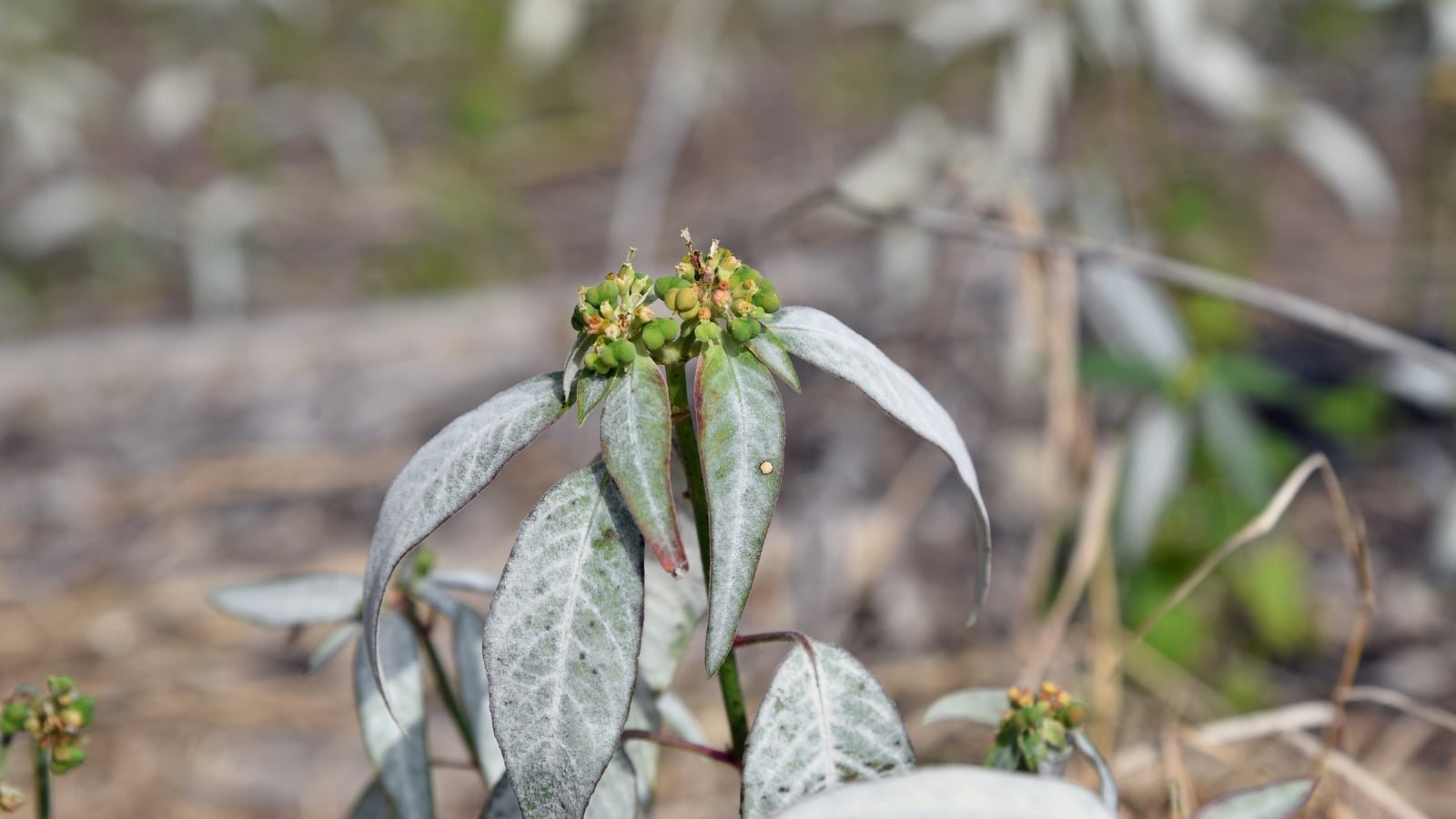 Close-up of leaves with a grayish appearance and dark, sunken edges, surrounded by dried stems and small buds.