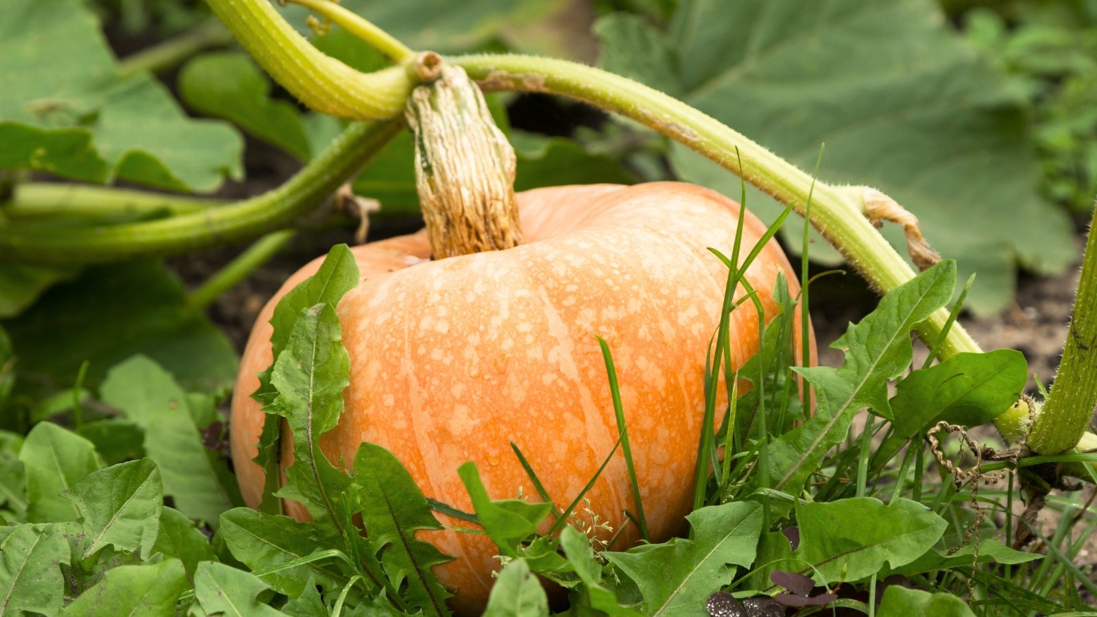 Close-up of a large orange fruit nestled among broad, rough green leaves with prominent veins and sturdy, slightly prickly stems.