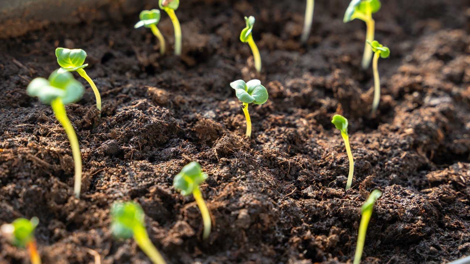 Close-up of tiny sprouted seeds that are never sown indoors, displaying thin vertical stems and pairs of rounded green cotyledons emerging from loose brown soil in a garden.