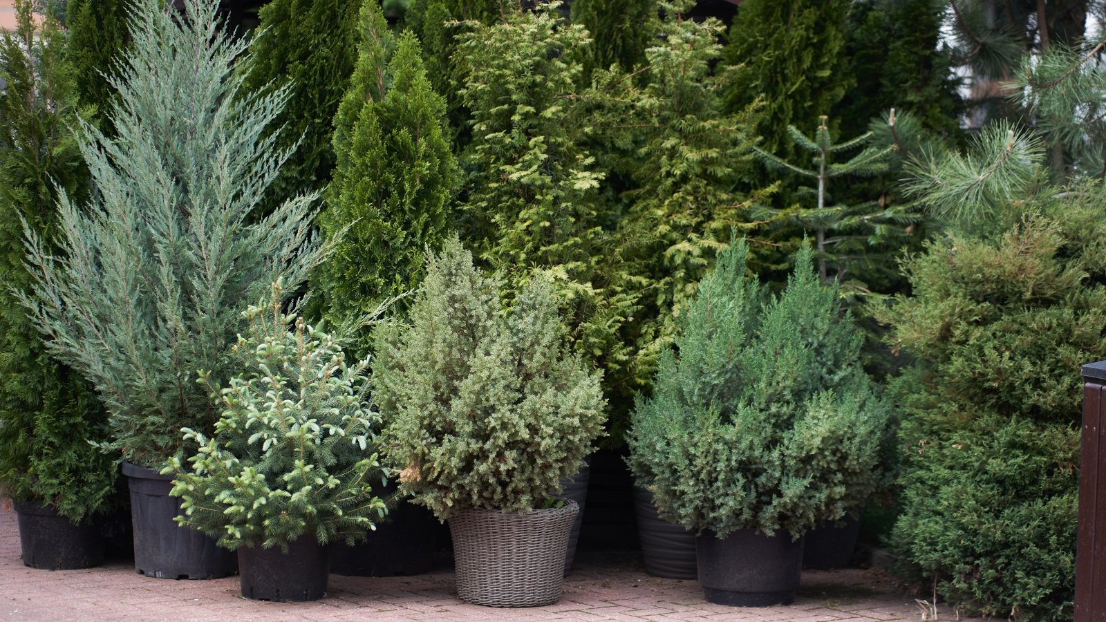 Close up of various potted plants including fir trees, arborvitaes, pine trees, boxwood and others at a garden center.