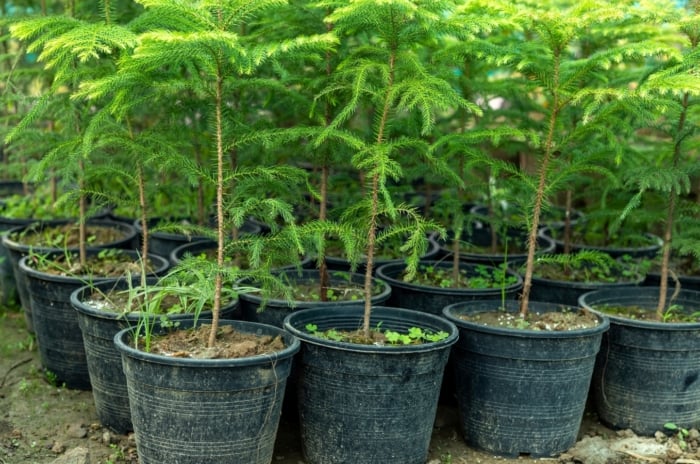 Several Norfolk Island pine trees in black pots stand in rows at a garden center, displaying signs to repot such as yellowing leaves and exposed, overgrown roots on the soil surface.