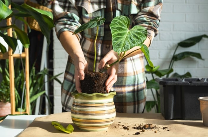 A woman in a plaid shirt repots a Philodendron after noticing signs it needs repotting, featuring velvety, heart-shaped green leaves with prominent light green veins, into a colorful ceramic pot.