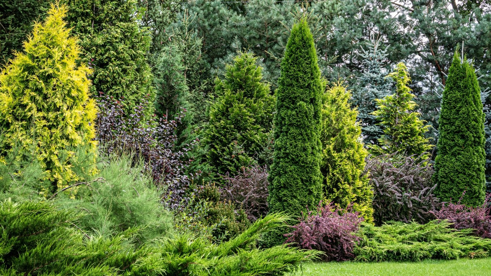A garden view showcasing tall trees and bushes, including bright green arborvitae, grayish-blue firs, tall pines, creeping groundcovers, and vibrant purple barberries.