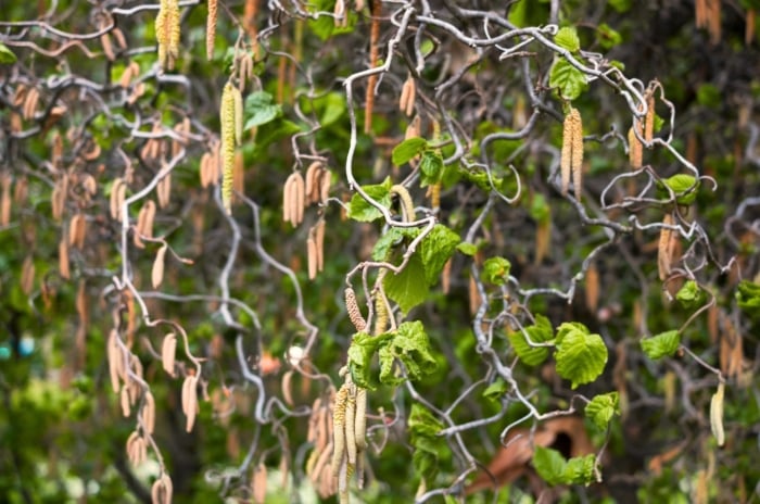 Twisted, spiraling branches of a small tree adorned with dangling, golden-yellow catkins create a striking sculptural silhouette in a sunny garden.