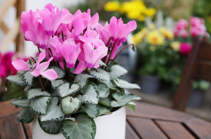 An eye-catching flowering plant in a beautiful shade of pink, planted in a white pot, set on top a table in a garden.