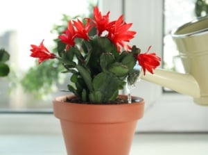 A healthy schlumbergera plant with vibrant red flowers on a windowsill, being watered with a white watering can.