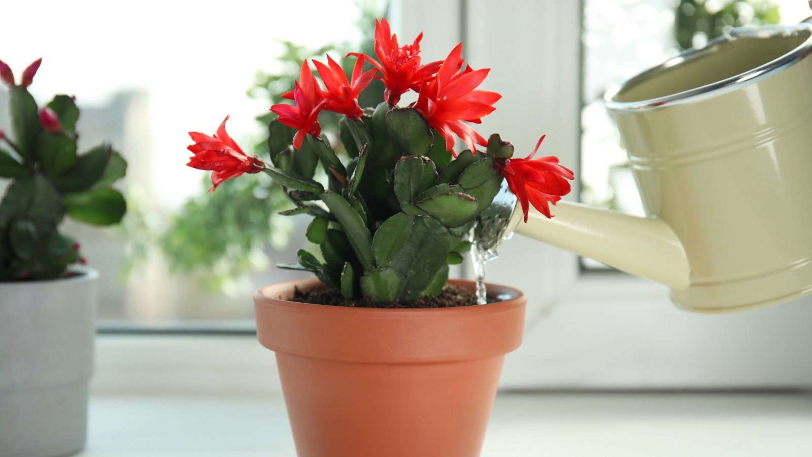 A healthy schlumbergera plant with vibrant red flowers on a windowsill, being watered with a white watering can.