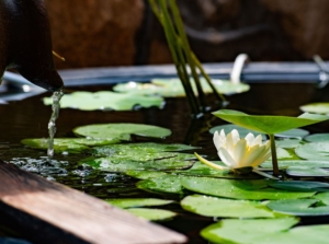 A white lotus flower blooming on a calm water surface surrounded by large green lily pads, with water trickling from a spout.