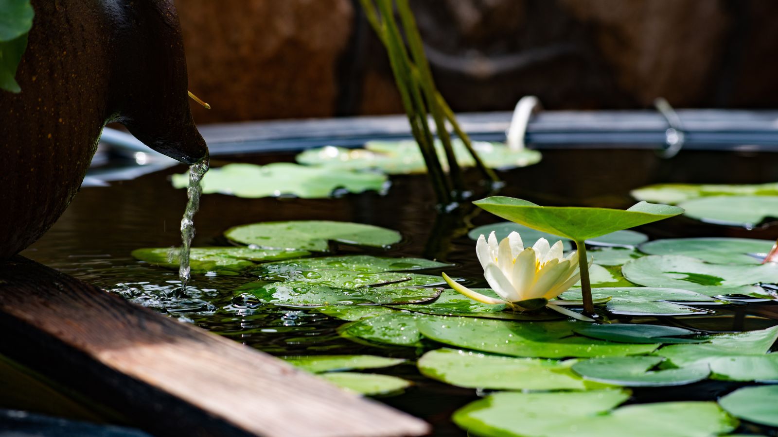 A white lotus flower blooming on a calm water surface surrounded by large green lily pads, with water trickling from a spout.