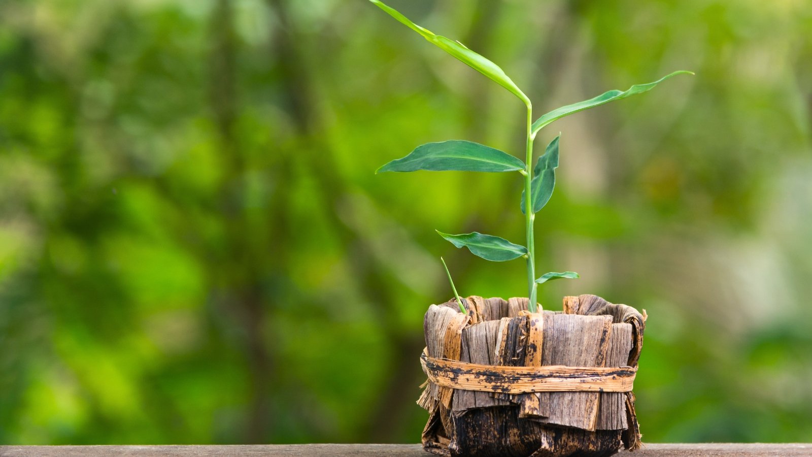 A young plant with an upright, slender green stem and narrow, lance-shaped leaves growing densely in a pot wrapped in dry banana leaves.
