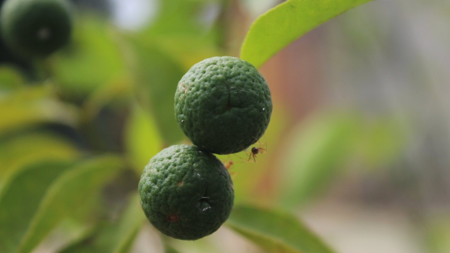 How and When to Harvest Limes