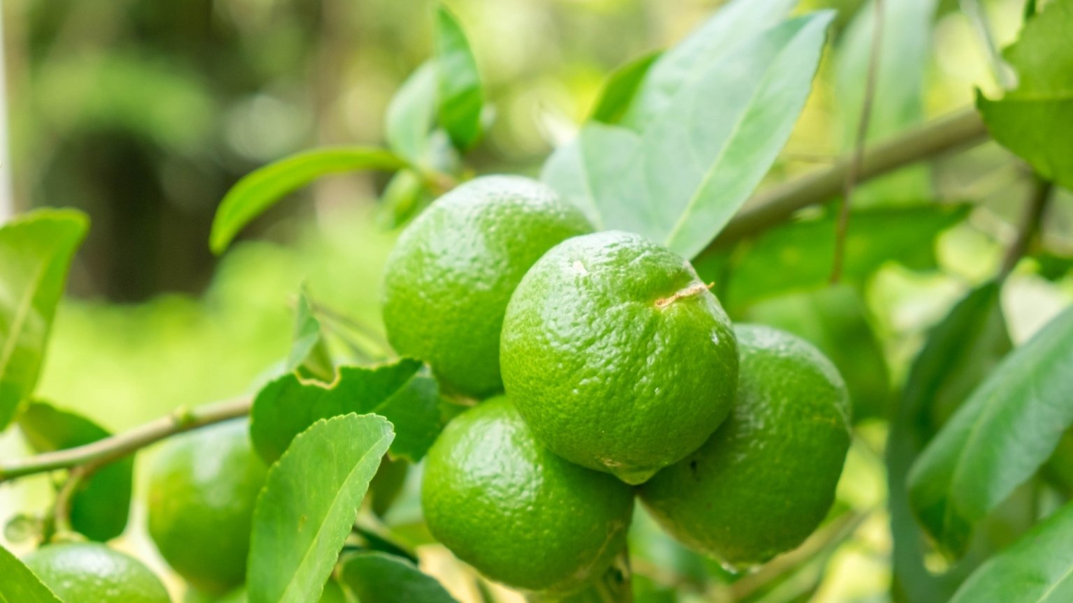 How and When to Harvest Limes