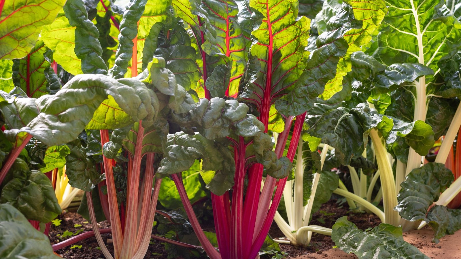 Cluster of 'Apple Blossom Blend' chard with glossy green leaves and vivid pink, red, and yellow stalks.