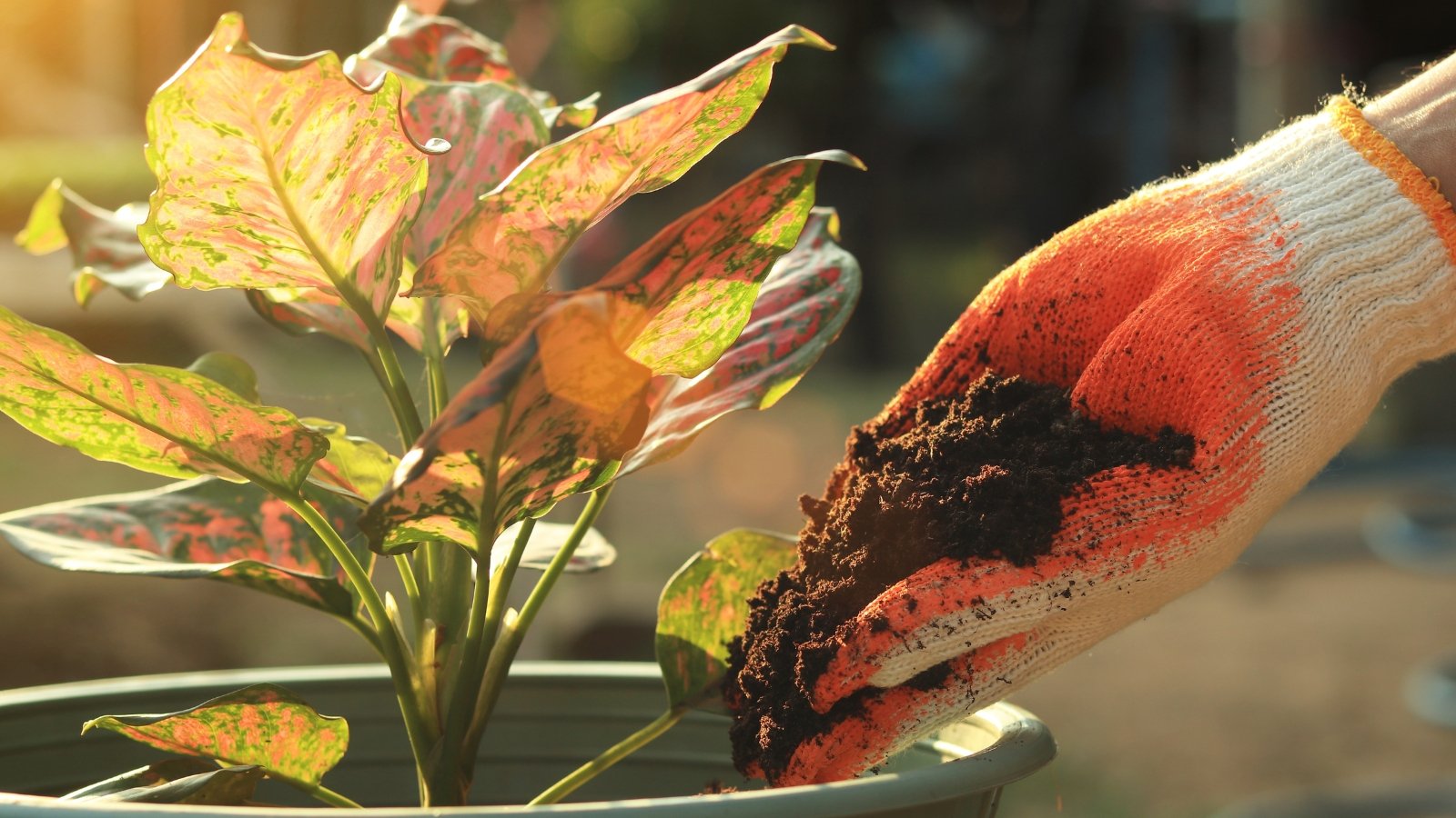 Hand wearing a white glove pouring dark organic matter into a pot with colorful Croton leaves, showing shades of green, red, and yellow.