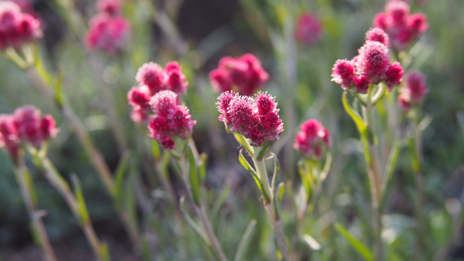 Pink clusters of Antennaria dioica ‘pusilla’ flowers with soft, woolly petals and gray-green stems growing upright.