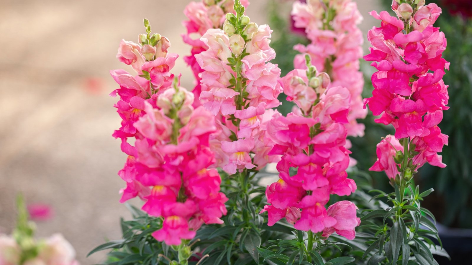 Tall, upright stems hold clusters of tubular, vibrant pink snapdragon flowers with lance-shaped green leaves.