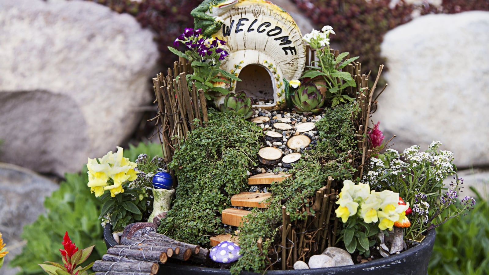 A container scene with Antirrhinum majus featuring tall stems and yellow flowers, surrounded by moss, stones, and decorative paths.