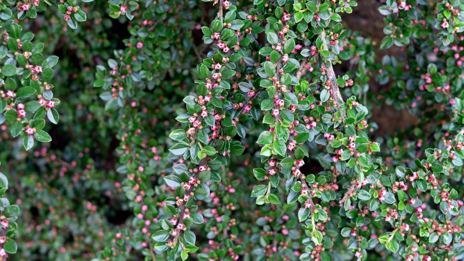 Dense green foliage of Arctostaphylos uva-ursi covered in small, oval leaves and bright pinkish-red berries.