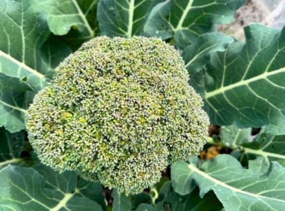Thick, green stems with large, tightly packed florets of greenish-yellow form the head of the vegetable, one of the types of broccoli you should plant