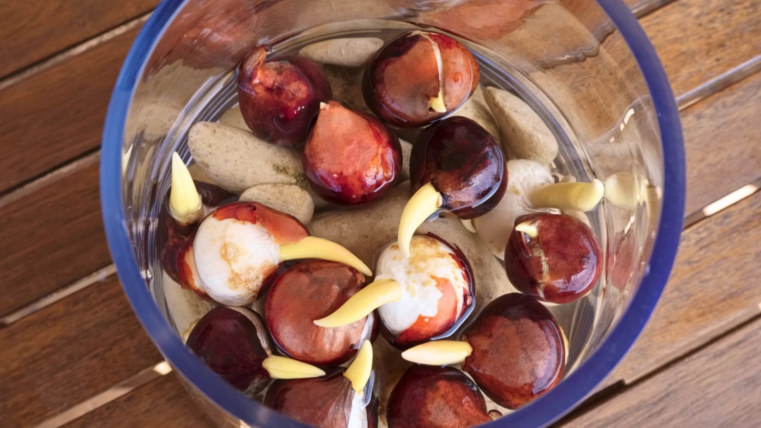 How to Grow Tulip Bulbs in Water Indoors: 7 Easy Steps