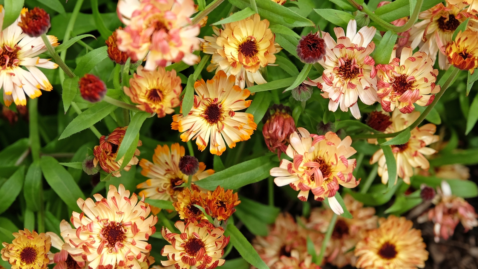 11 Flowers to Start from Seed in January