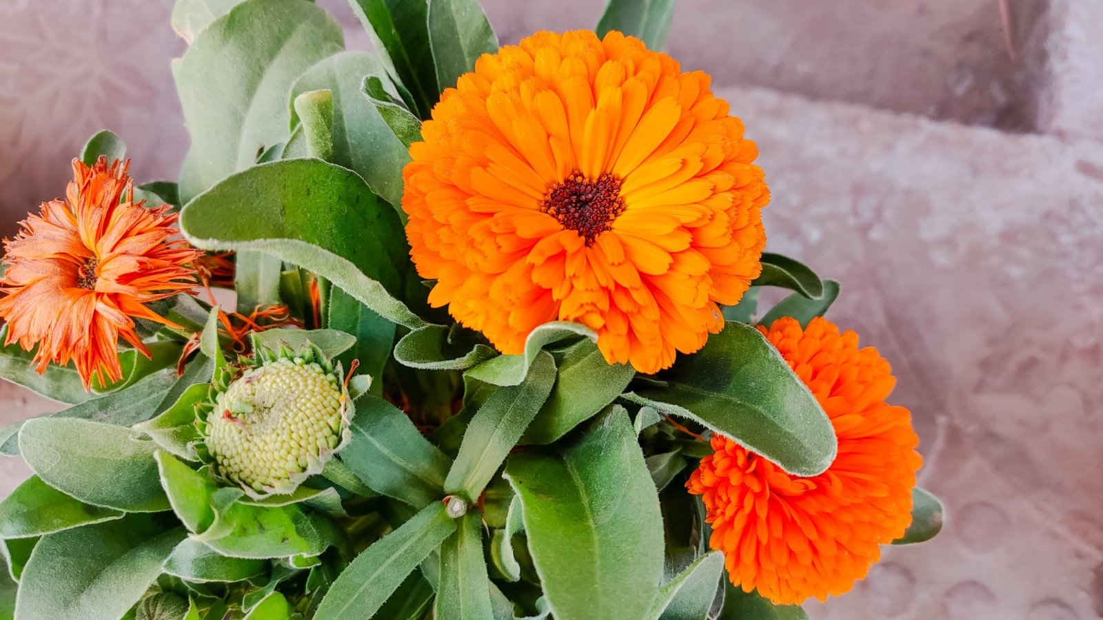 Bright orange daisy-like flowers bloom atop long stems with soft, lance-shaped green leaves in a pot.