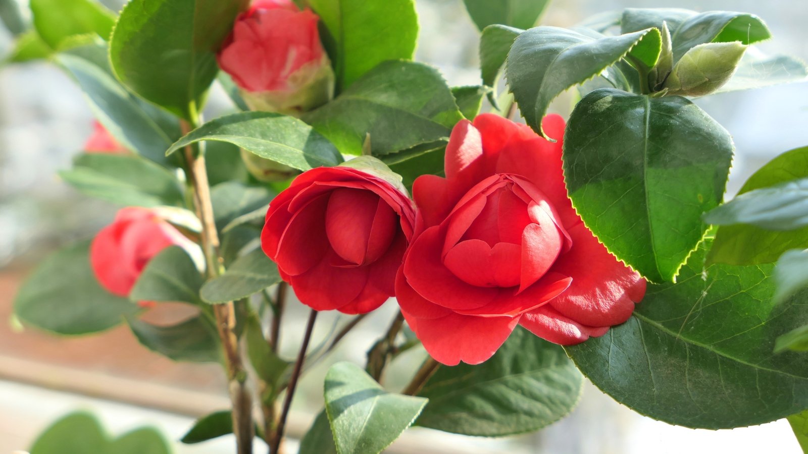 Glossy dark green leaves frame large, layered red blooms on woody stems in a classic pot.