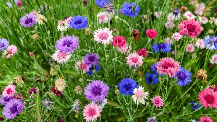 17 Best Beginner Flowers to Grow From Seed